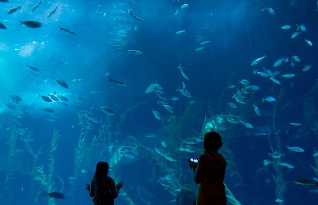 Entrada a Palma Aquarium - Foto 7