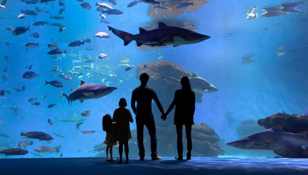 Entrada a Palma Aquarium - Foto 2