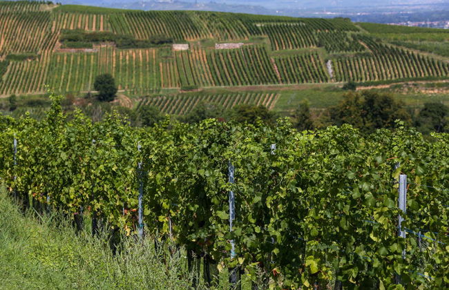 Tour por Eguisheim e Turckheim + Degustação de vinhos - Foto 1