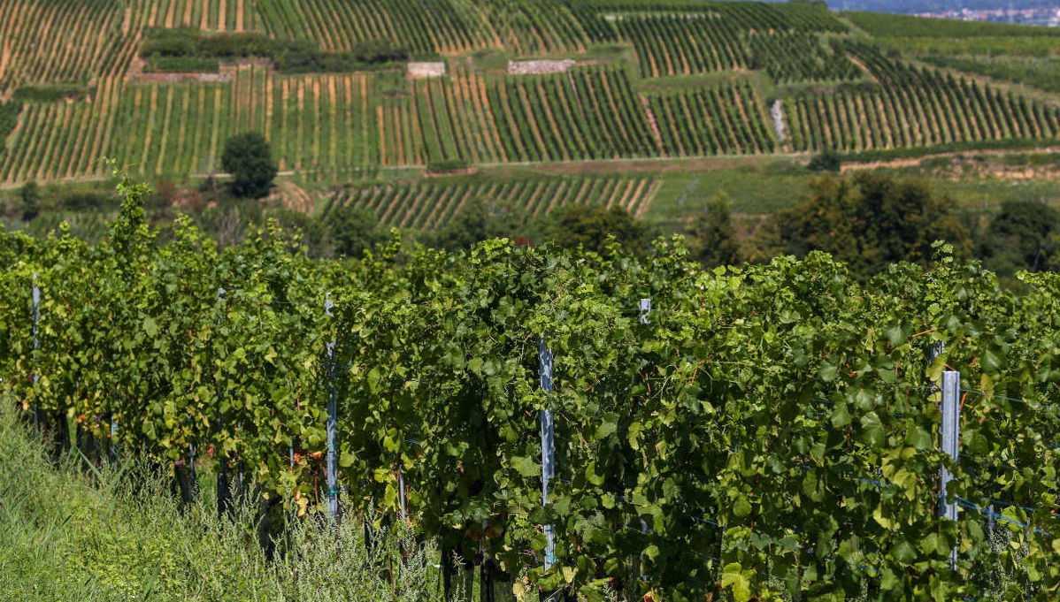 Excursión a Eguisheim y Turckheim + Cata de vinos - Foto 1