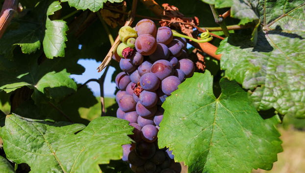 Excursión a Eguisheim y Turckheim + Cata de vinos - Foto 2