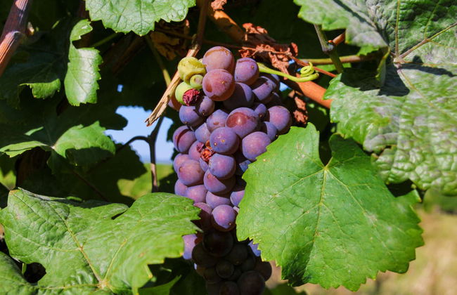 Tour por Eguisheim e Turckheim + Degustação de vinhos - Foto 2