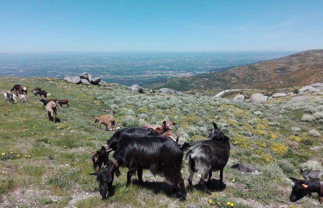 Escursione alla Serra da Estrela - Foto 4