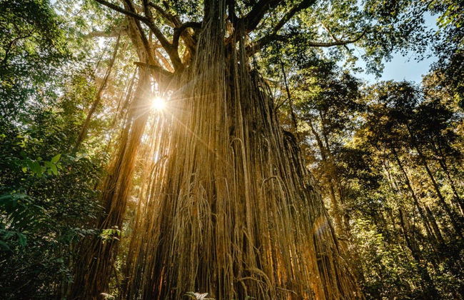 Excursão a Atherton Tablelands - Foto 2