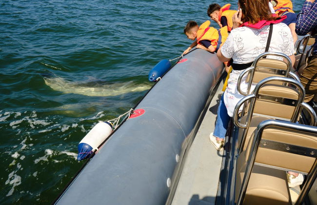 Observation de dauphins dans l'estuaire du Sado - Photo 2