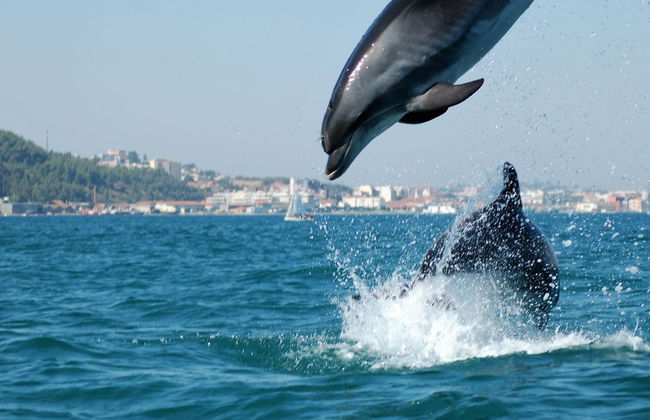 Sado Estuary Dolphin Watching - Foto 1