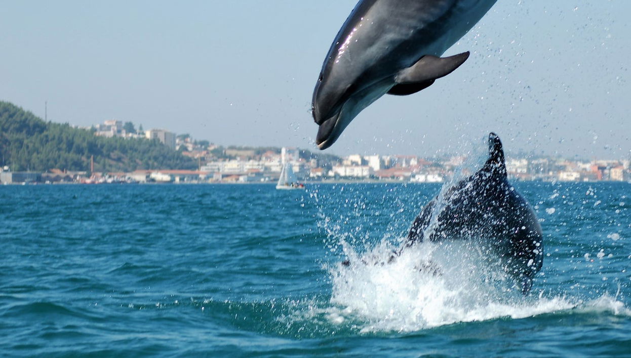 Observation de dauphins dans l'estuaire du Sado - Photo 1