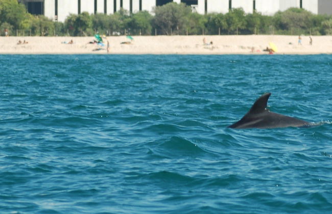 Observation de dauphins dans l'estuaire du Sado - Photo 7