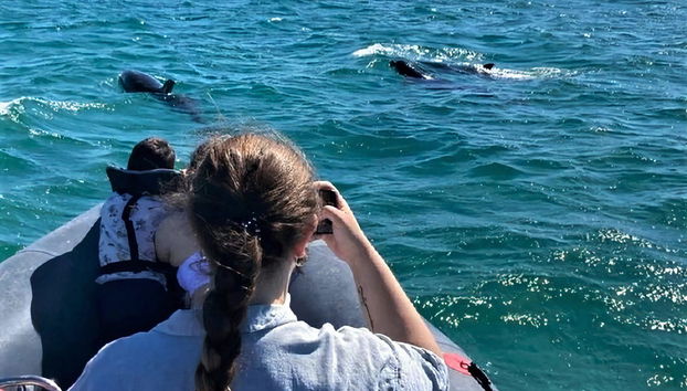 Observation de dauphins dans l'estuaire du Sado - Photo 3