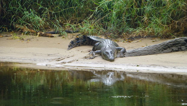 Excursión a Daintree, Mossman Gorge y Cape Tribulation - Foto 3