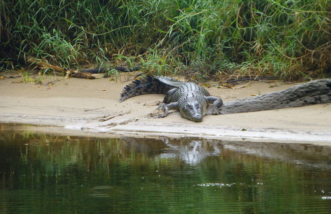 Daintree, Mossman Gorge & Cape Tribulation Tour - Foto 3