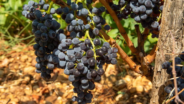 Excursión a Châteauneuf du Pape - Foto 2