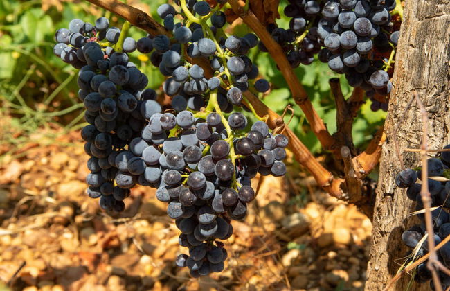 Excursión a Châteauneuf du Pape - Foto 2