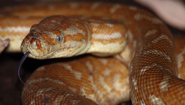 Tour por Alice Springs - Foto 3