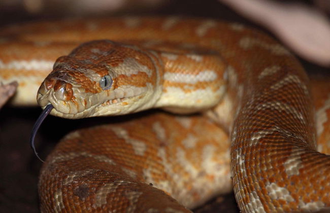 Alice Springs Guided Tour - Foto 3