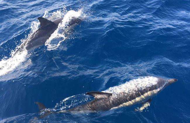 Paseo en barco con avistamiento de cetáceos desde Corralejo - Foto 2