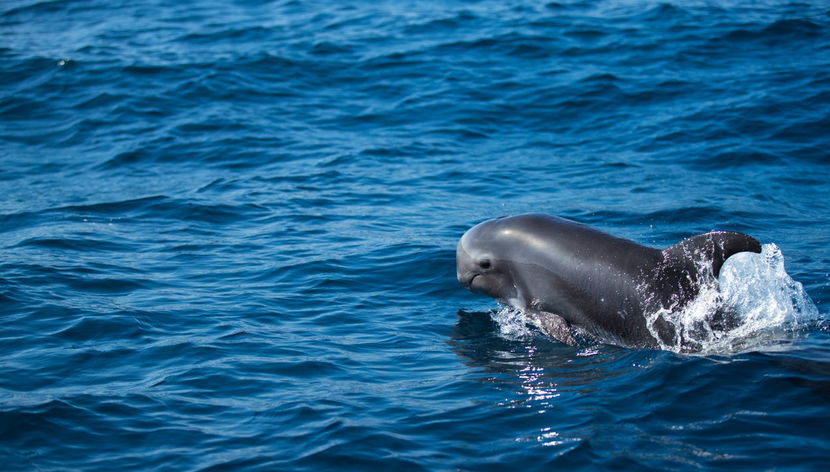 Whale Watching Boat Tour - Photo 2