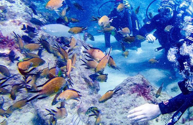 Puerto del Carmen Beginners Scuba Diving Lesson - Foto 7