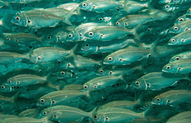 Bautismo de buceo en Puerto del Carmen - Foto 8