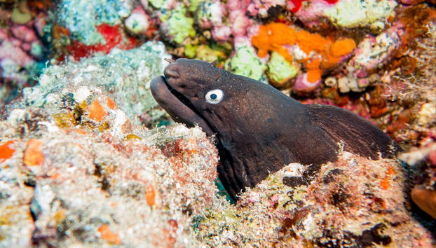 Batismo de mergulho em Puerto del Carmen - Foto 4