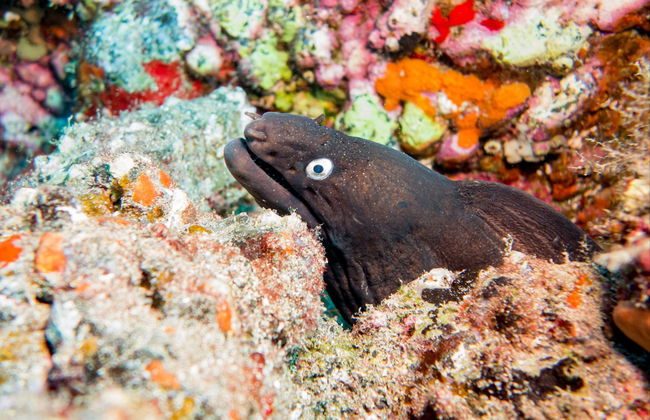 Puerto del Carmen Beginners Scuba Diving Lesson - Foto 4