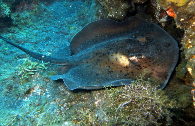 Baptême de plongée à Fuencaliente - Photo 2