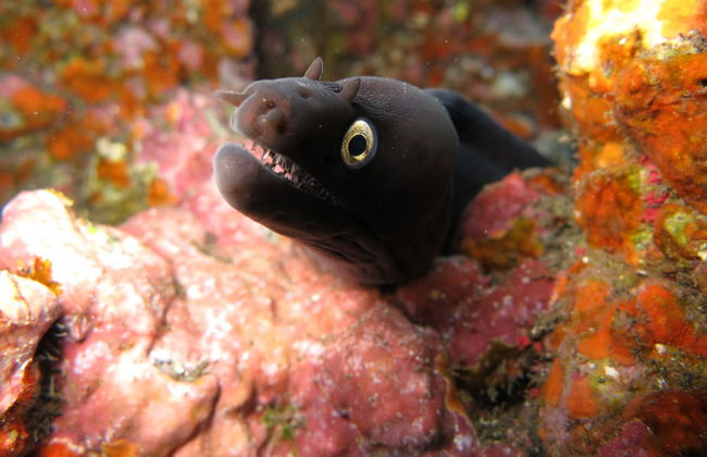 Baptême de plongée à Fuencaliente - Photo 4