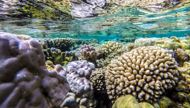 Manta Ray Snorkelling Speedboat Trip - Foto 2