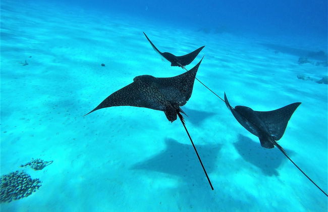 Snorkel com raias-manta de lancha - Foto 4