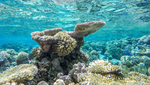 Manta Ray Snorkelling Speedboat Trip - Foto 5