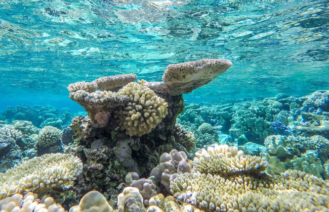 Manta Ray Snorkelling Speedboat Trip - Foto 6