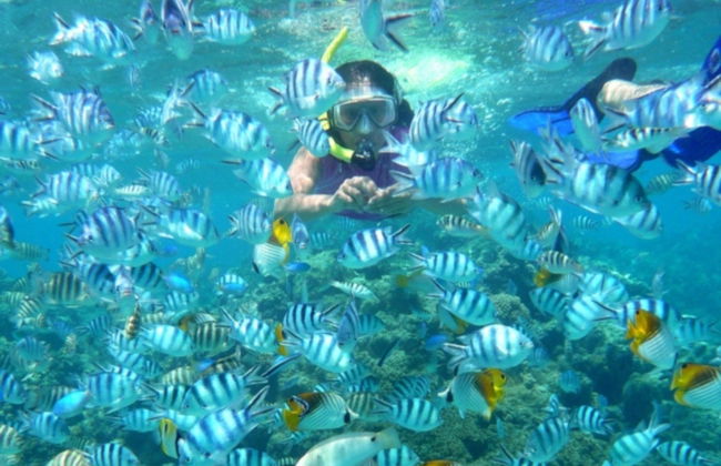 Snorkel com raias-manta de lancha - Foto 6