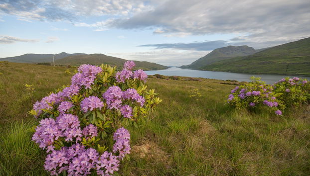 Tour en kayak por el fiordo de Killary - Foto 5