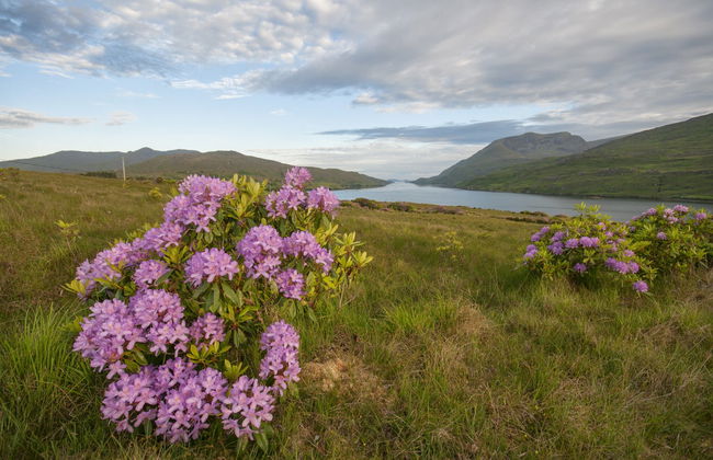 Killary Fjord Kayak Tour - Foto 5