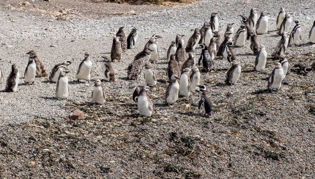 Punta Tombo Trip + Dolphin Spotting - Photo 5