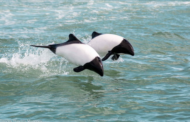Excursión a Punta Tombo + Avistamiento de delfines - Foto 4