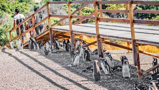 Punta Tombo Trip + Dolphin Spotting - Photo 3