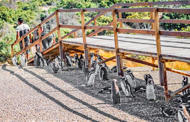 Punta Tombo Trip + Dolphin Spotting - Foto 3