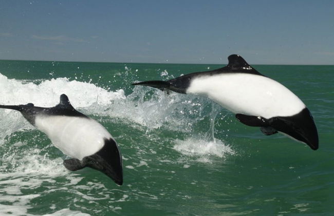 Punta Tombo Trip + Dolphin Spotting - Foto 1