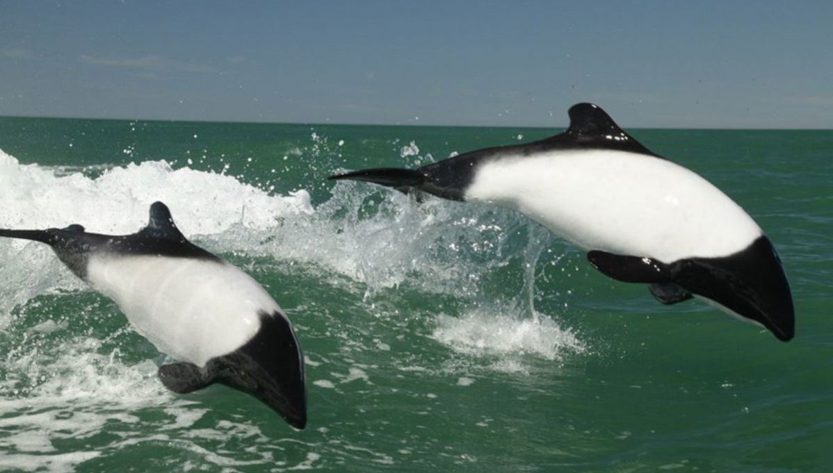 Punta Tombo Trip + Dolphin Spotting - Photo 1