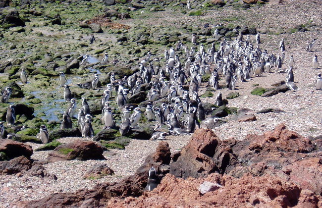 Excursión a Punta Tombo + Avistamiento de delfines - Foto 6
