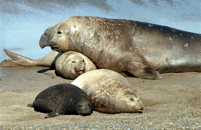 Excursión a Punta Tombo + Avistamiento de delfines - Foto 2