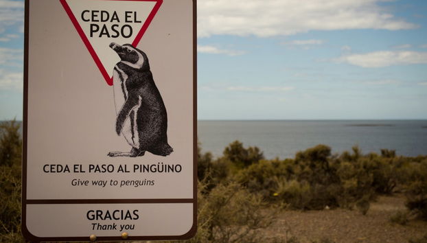 Punta Tombo Trip + Dolphin Spotting - Photo 4