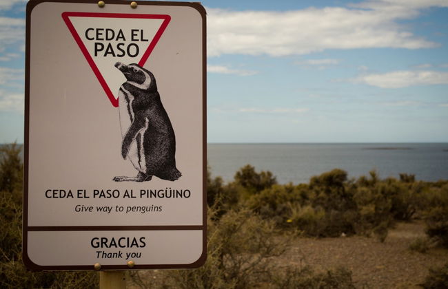 Punta Tombo Trip + Dolphin Spotting - Foto 4