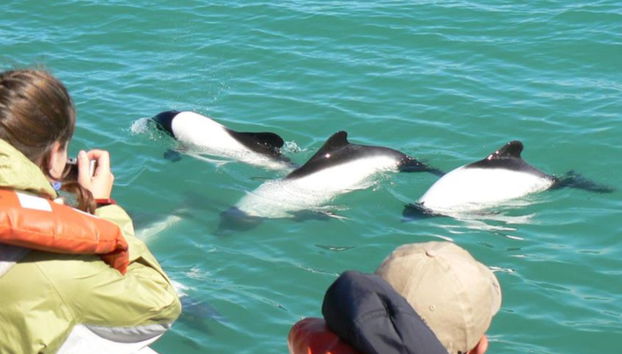 Punta Tombo Trip + Dolphin Spotting - Photo 2