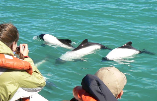 Punta Tombo Trip + Dolphin Spotting - Foto 2