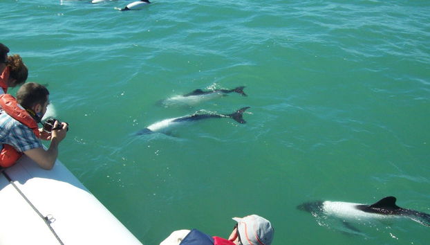 Punta Tombo Trip + Dolphin Spotting - Photo 5