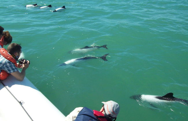 Excursión a Punta Tombo + Avistamiento de delfines - Foto 5