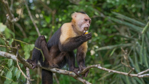 Private Tours from Panama City - Foto 5