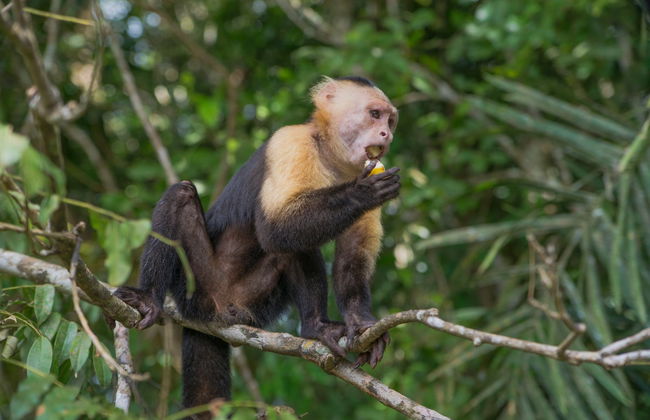 Private Tours from Panama City - Foto 5